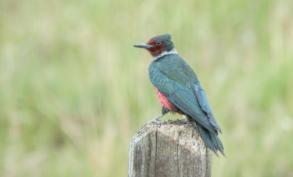 Woodpecker Hole Patching in Fort Collins