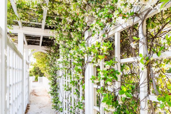 Trellis Repair in Fort Collins