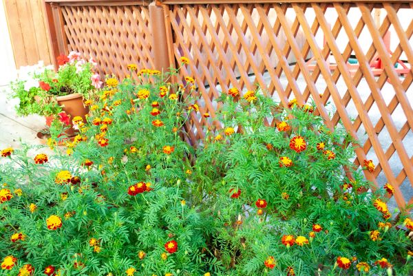 Decorative Lattice Mounting in Fort Collins