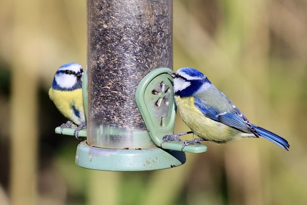 Bird Feeder Mounting Service in Fort Collins