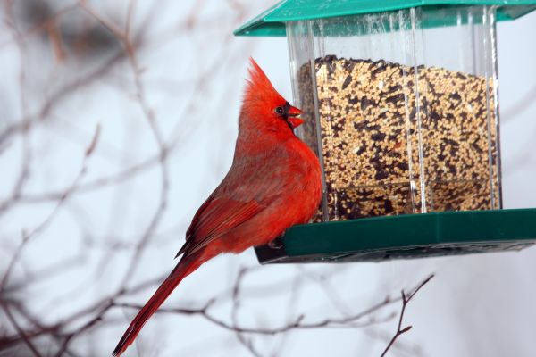 Bird Feeder Hanging in Fort Collins